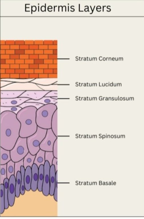 What is the skin barrier? – Healthtost