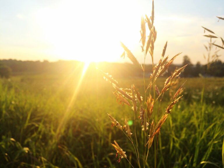 The Sunshine Vitamin Vitamin D!