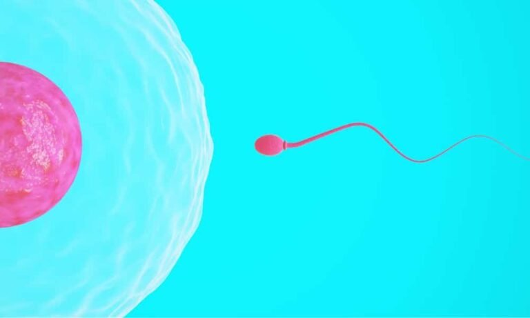 Understanding Intrauterine Insemination (iui) For The Treatment Of Infertility