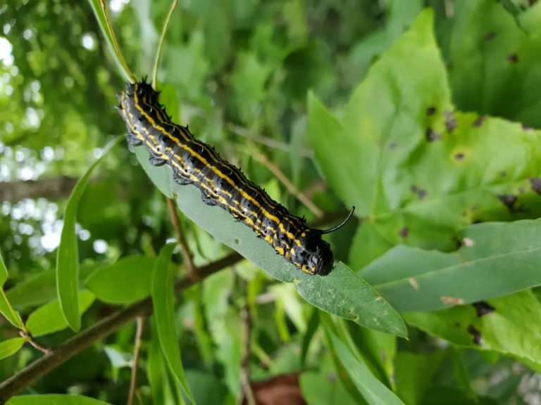 Unlocking Coagulation Mechanisms In Caterpillar Hemolymph For Medical Use