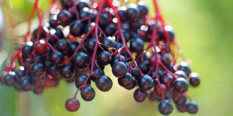 Elderberry: Uses, Benefits And Side Effects