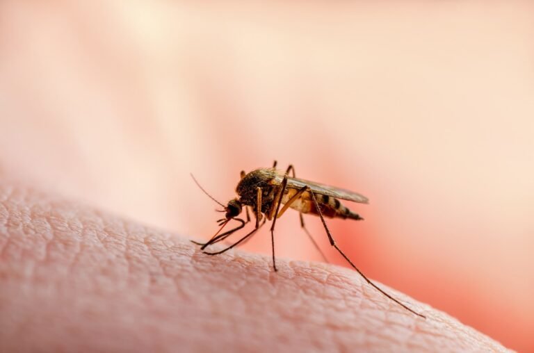 Novel Malaria Prodrug Targets Liver, Boosts Efficacy While Reducing Toxicity,