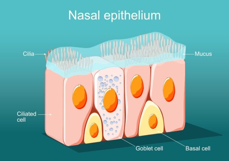 The Study Highlights How Age Affects The Response Of Nasal