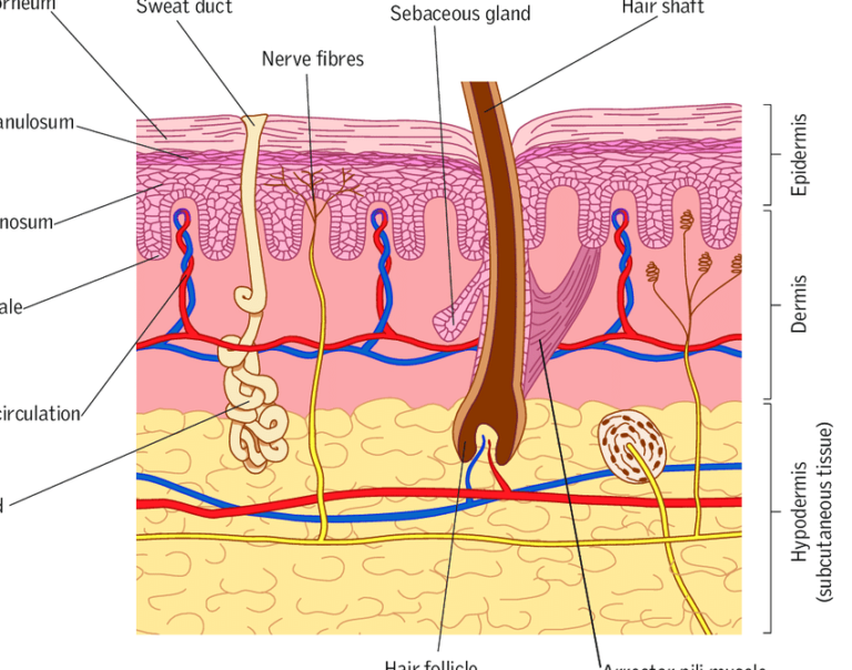 There Are 4 Ingredients For A Youthful Appearance. Skin Is