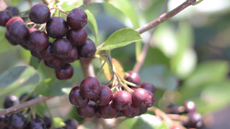 Acai Berry Skin Benefits: Backed By Science Or Too Much