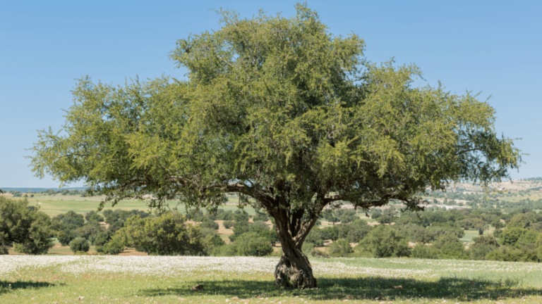 Argan Oil For Skin: Liquid Gold Or Hype?