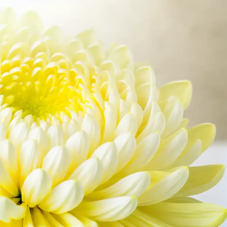 Chrysanthemum Extract In Skin Care: A Natural Hyperpigmentation Treatment?