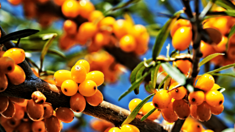 Sea Buckthorn For Skin: A Strong Science Based Barrier Repair