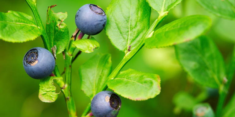 The Benefits Of Bilberries And What Are They