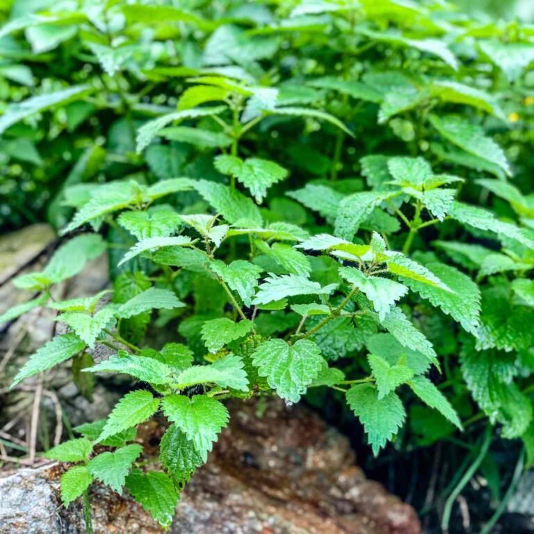 How To Cook With Nettle