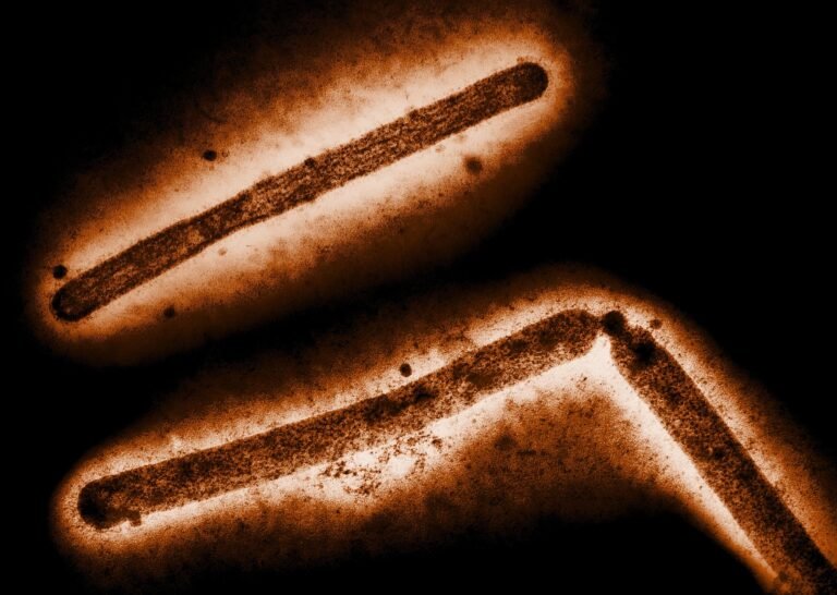Experts Explain How The H5 Avian Influenza Adapts To Infect
