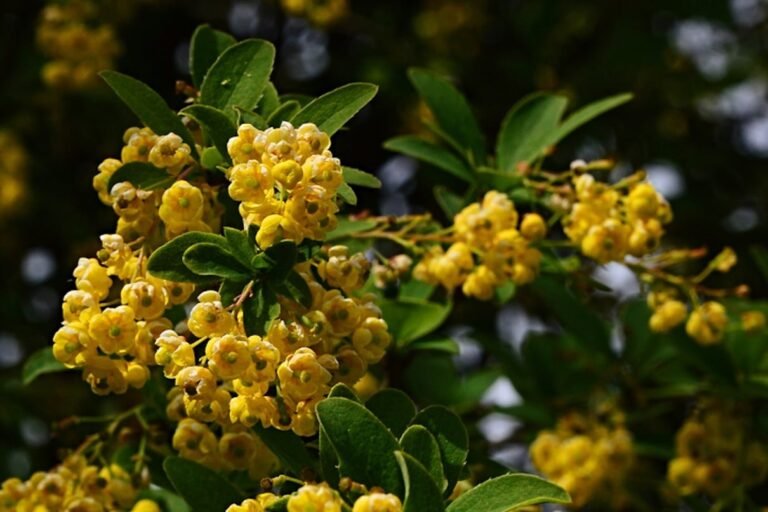 How Berberine Benefits Pcos | Diet Blog