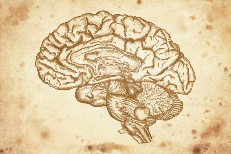 Magnetic Resonance Scans Reveal Why Young Women Face A Higher