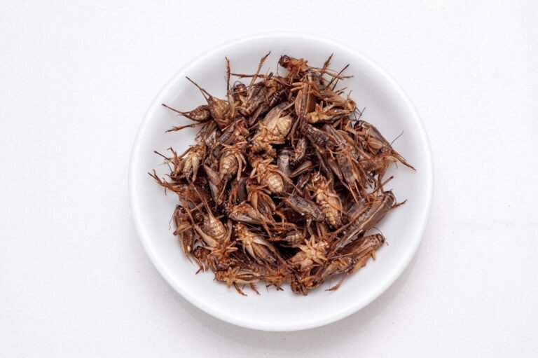 Cricket Flour Flour Offers A Safe, Sustainable Alternative To Protein