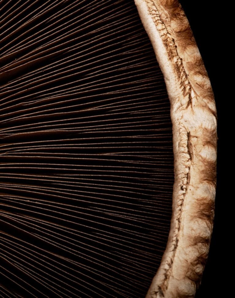 How Mushrooms Can Transform Your Sex Life