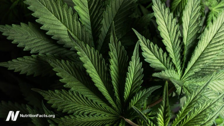 Ibd And Hemp