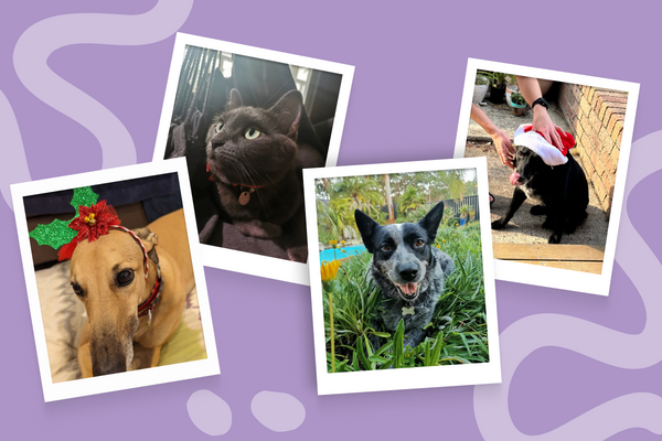 Meet Woohoo’s pets Meet Woohoo's Pets