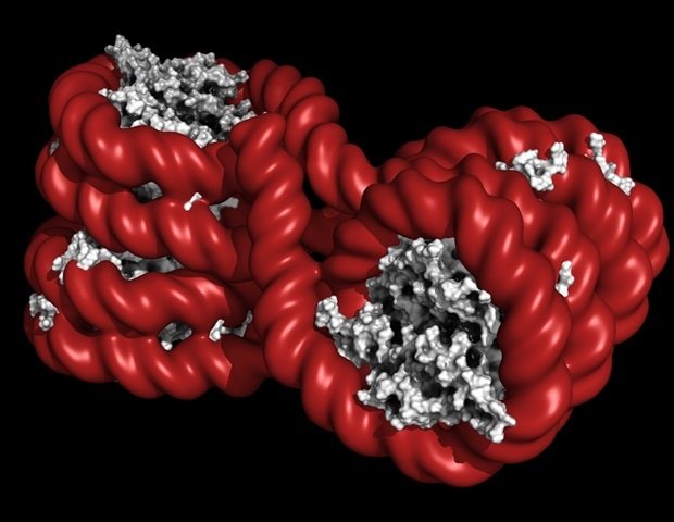 Single prenatal exposure to fungicide linked to disease in 20 generations Single Prenatal Exposure To Fungicide Linked To Disease In 20