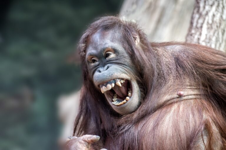 Apes' Big Laugh Reveals How Human Vocal Control Evolved
