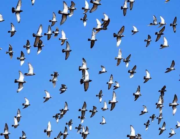 Scientists find mechanism behind bird flu in dairy cattle Scientists Find Mechanism Behind Bird Flu In Dairy Cattle
