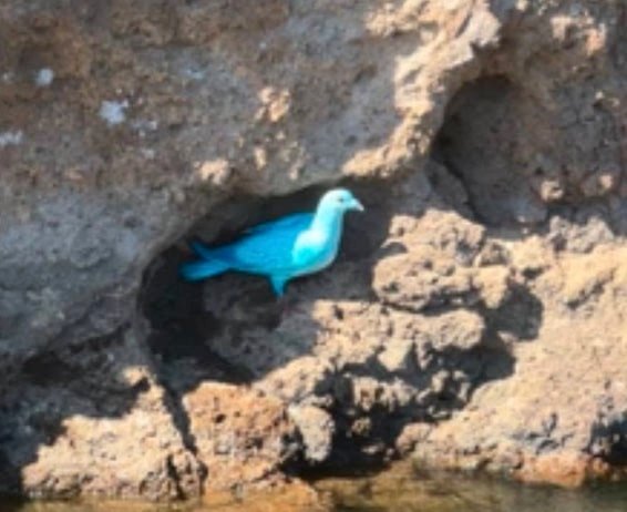 Blue-dyed pigeons spark backlash after gender reveal in Arizona Blue Dyed Pigeons Spark Backlash After Gender Reveal In Arizona